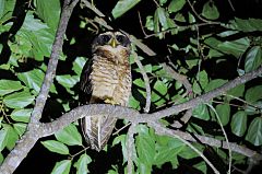 Band-bellied Owl